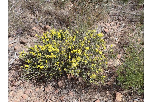 Opgerolde peul acacia
