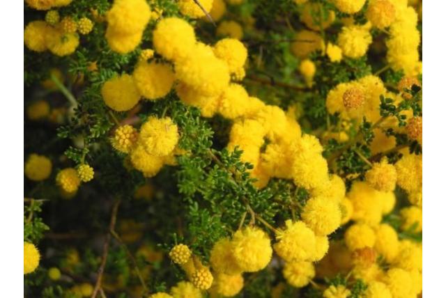 Goadby's mooie acacia