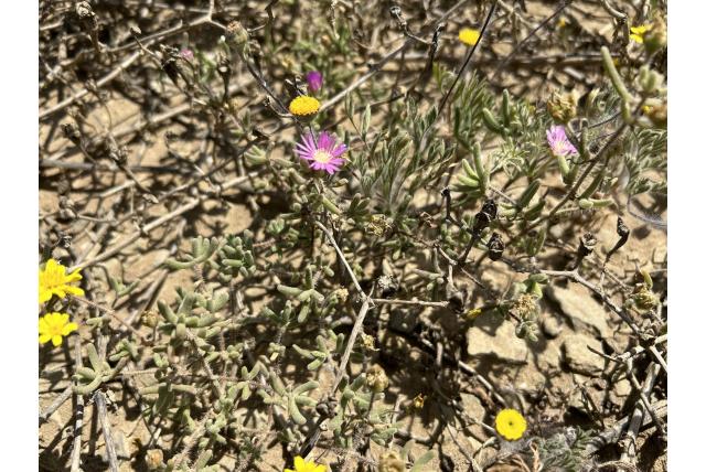 Mooie drosanthemum