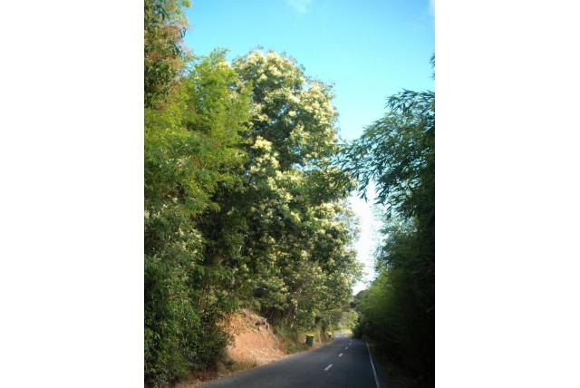 Schinus acacia