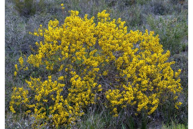 Doodlijkende acacia