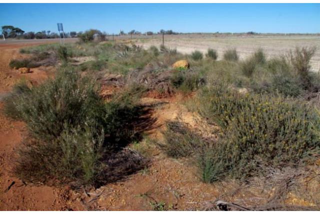 Breedbladige groevende acacia