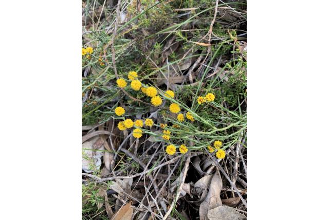 Cilindervormig blad acacia