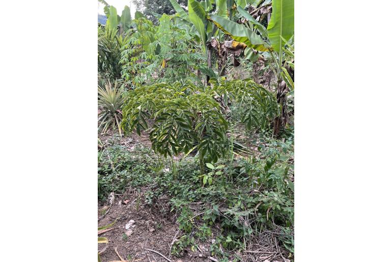 Amorphophallus paeoniifolius -10260