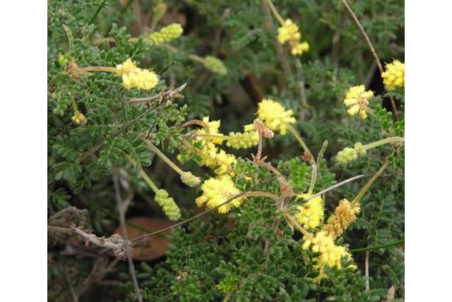 Variabele kleinbloemige acacia