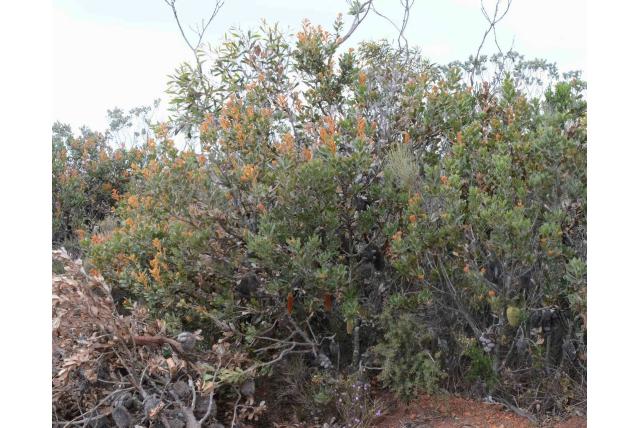 Lemann's banksia