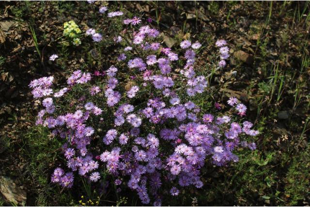 Wijd uit elkaar geplaatste blad lampranthus Wijd uit elkaar geplaatste blad lampranthus