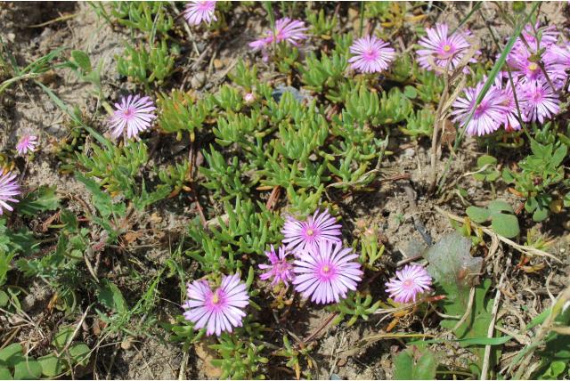 Metgezellen lampranthus