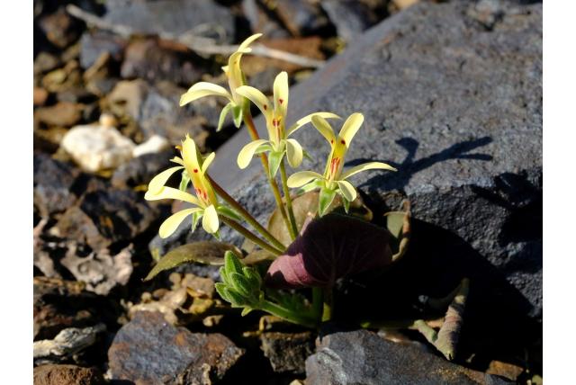 Nerfbladige Pelargonium
