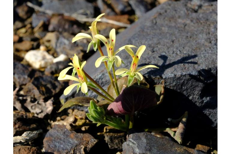Pelargonium nervifolium 10278
