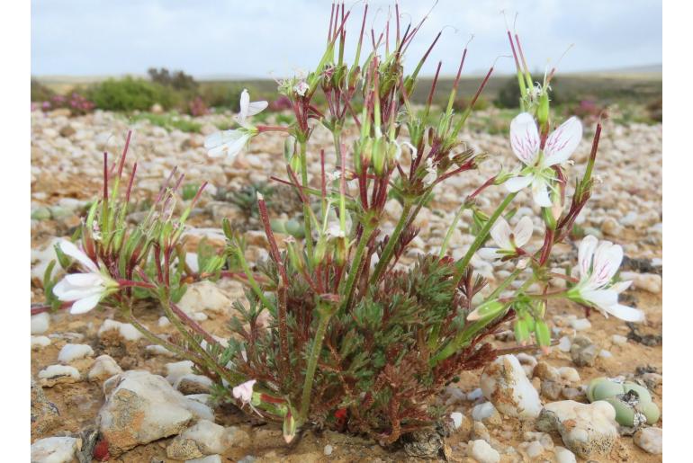 Pelargonium quarciticola 10281