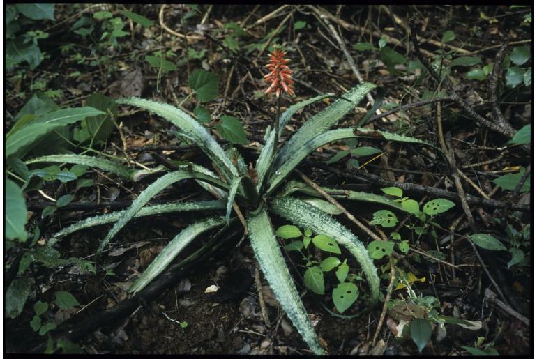 Aloe prostrata -10282