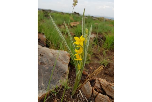 Enigszins stijve zeer harige hypoxis