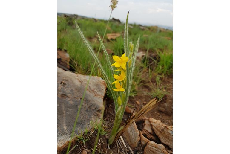 Hypoxis rigidula var pilosissima&nbsp;10284