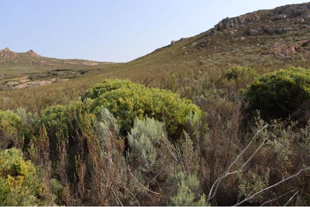 Kamiesberg suikerbos