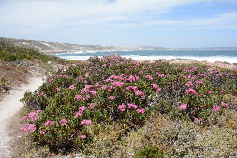 Limonium peregrinum -10290