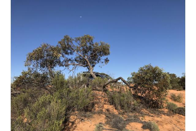 Yumbarra Eucalyptus Yumbarra Eucalyptus