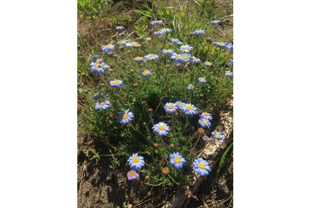 Blauwe goudsbloemetje