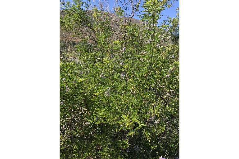 Otholobium glandulosum -10297