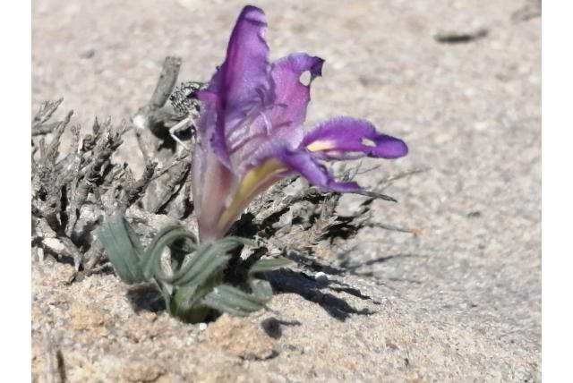 Namaqualand Baviaanbloem
