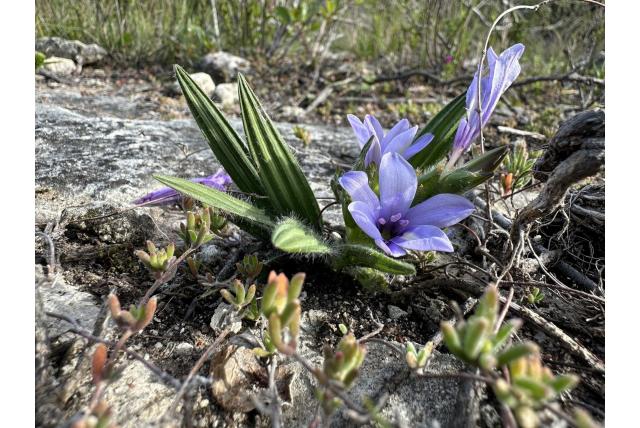 Berg Baviaanbloem
