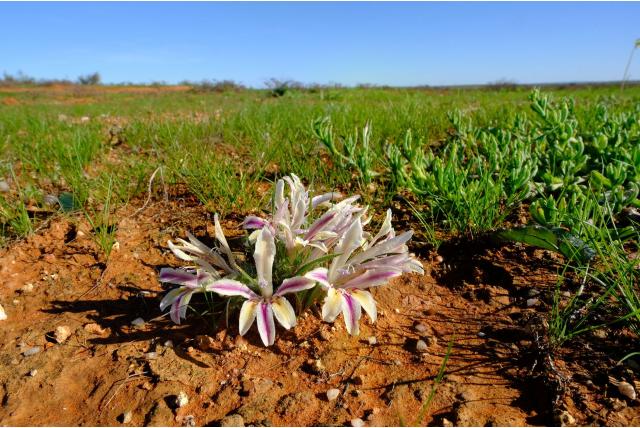 Kleine Baviaanbloem