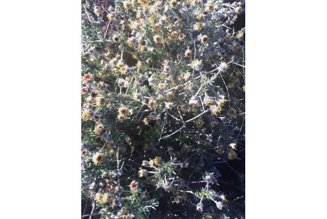 Twijfelachtige wilde rozemarijn Twijfelachtige wilde rozemarijn