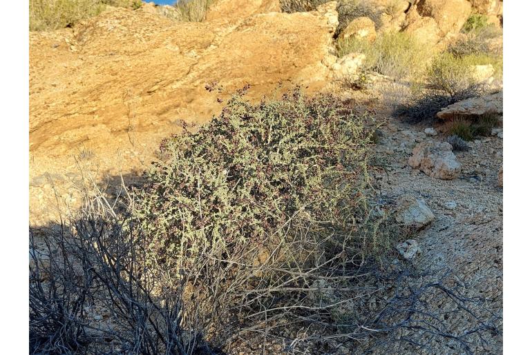 Eriocephalus dinteri 10310