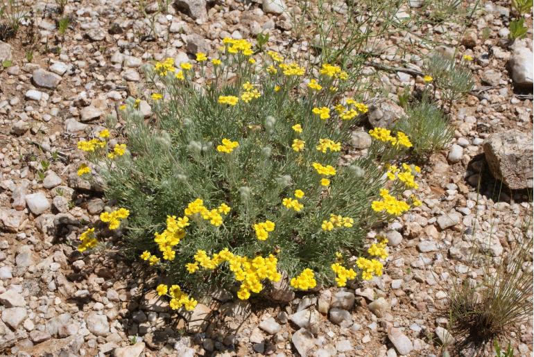 Eriocephalus pinnatus 10312