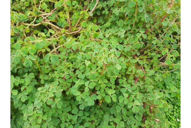 Oca
