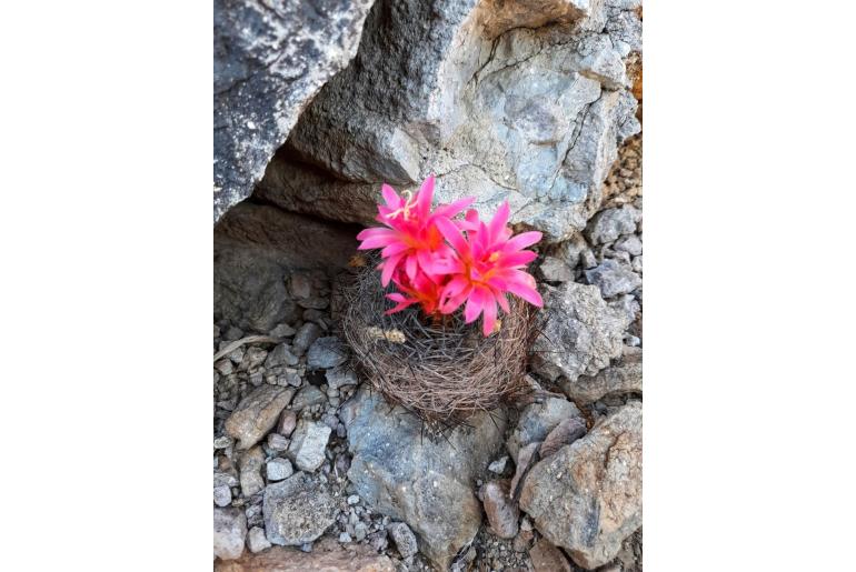 Eriosyce senilis -10323