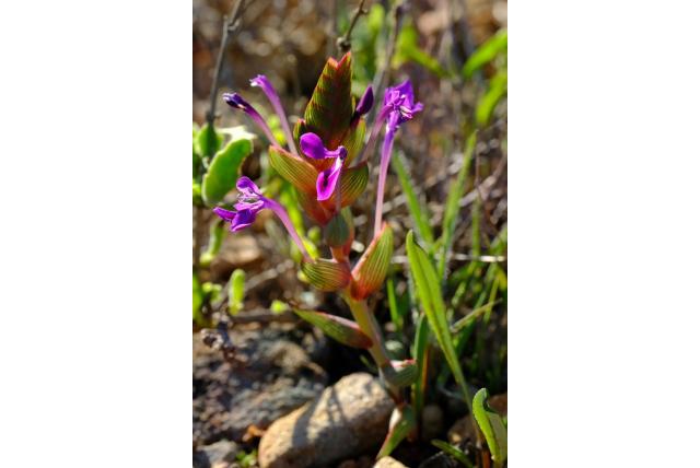 Lewisia-achtige lapeirousia