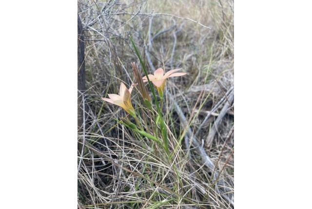 Verdeelde romulea