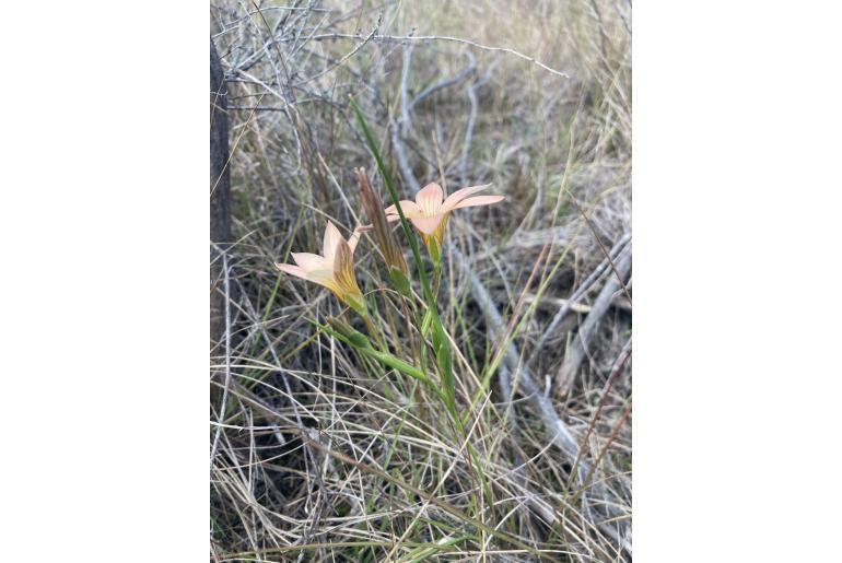 Romulea dichotoma 10337