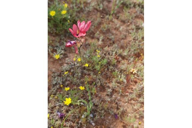 van Zijl's avondbloem van Zijl's avondbloem