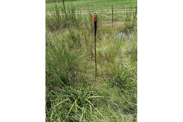 Schaduw-plekken fakkellelie Schaduw-plekken fakkellelie