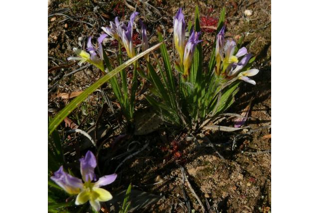 Geoord Baviaanbloem