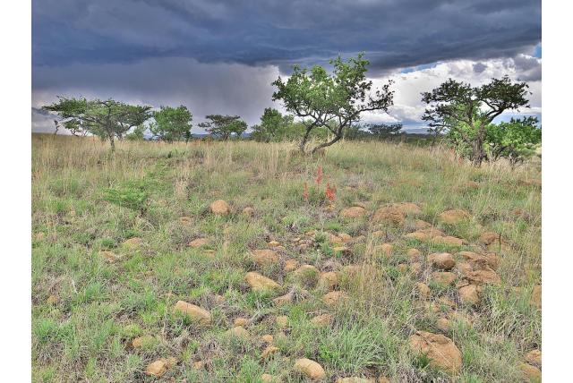 Van Rooyen's aloë