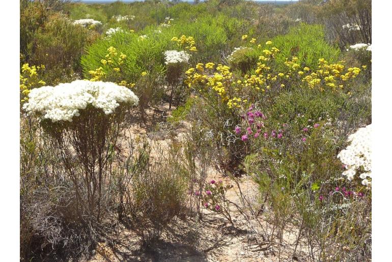 Verticordia roei ssp roei -10356