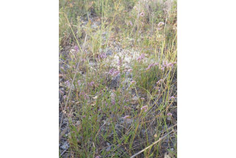 Verticordia lindleyi ssp lindleyi -10358
