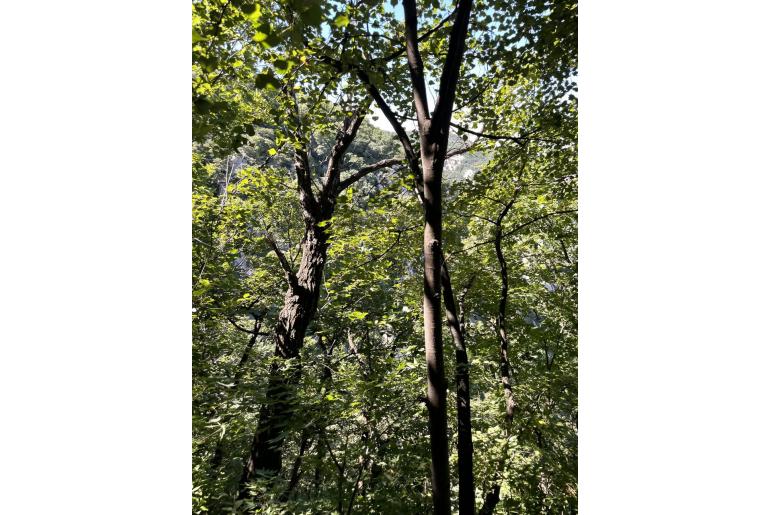 Tilia mongolica -10370