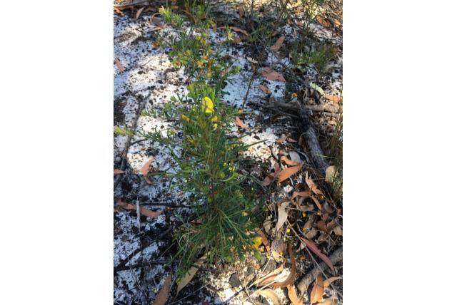 Toverstok wigerwt Toverstok wigerwt