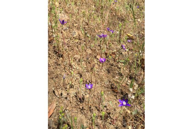Sterbloemige brodiaea