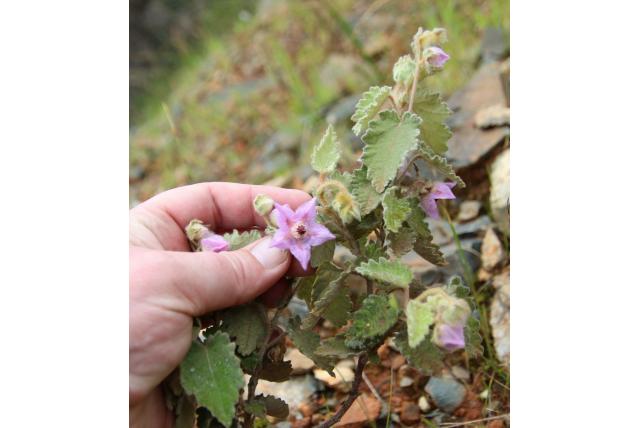 Grootvruchtige thomasia