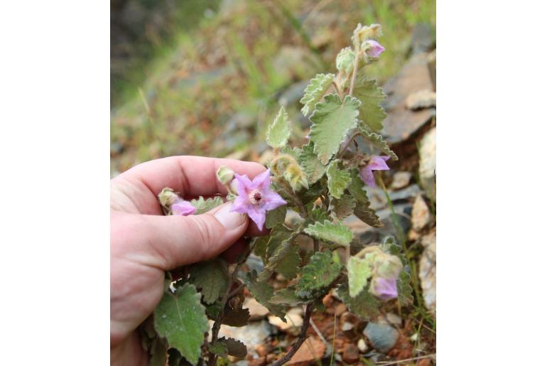 Thomasia macrocarpa&nbsp;10384