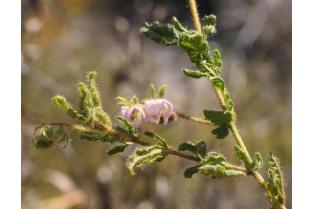 Verwante thomasia