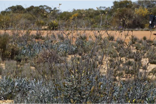 Gekrulde Grevillea