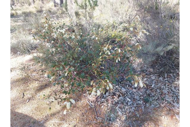 Bergbewoner Grevillea