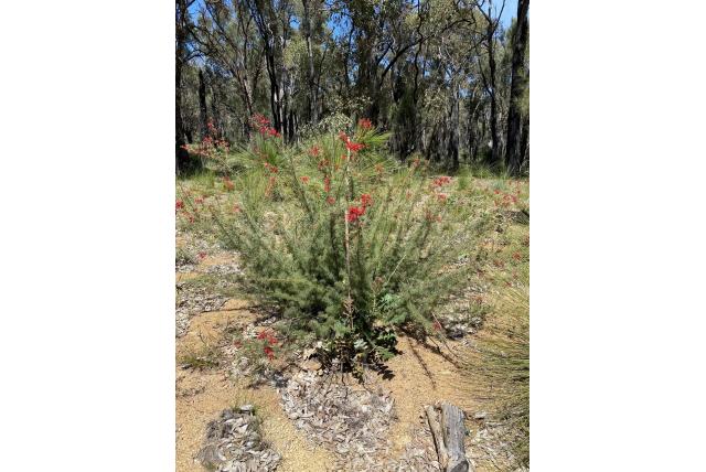 Wilson's Grevillea