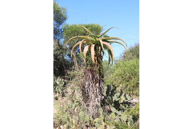 Madagaskar hoge aloë